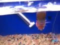 Another video of my Thai kml