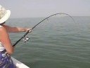 Carangue aux Bijagos Carangue aux Bijagos