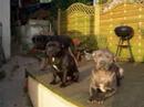 Breed Specific Legislation is fast becoming out of control and is spreading like an uncontrollable Cancer across the globe!. Some many breeds are being persecuted under this Bill and many thousands of innocent dogs are dying purely because of what they are or what they look like....regardless if they are good tempered and well behaved or not. The UK has taken the stand of banning 4 breeds in the country under the 'Dangerous Dogs Act' 1991/97....sadly many dogs have been seized or handed in purely because they resemble a Pit Bull and are so deemed as a 'PB Type'......many have not an ounce of bully in them but are crossbreeds of a different type all together...but if they resemble a PB in anyway and considered a threat to human society..then they are seized,imprisoned in unknown,security kennels for months on end with no allowed visitations from their owners and are left to wait until a court decides their fate.......a majority of these seized dogs have done no wrong other than look like a Pit Bull. NO breed of dog is born vicious...they are made that way by irresponsible owners and those that think of them as status symbols or fighting machines. I do not walk down my street,see a person of a different culture or race and immediately assume that they are a threat to either myself or my country......therefore why should Pit Bull's and other breeds,automatically be seen as potentionally dangerous and deadly??. BSL is in short a racist and prejudice law......applied by those,who would rather blame the breed rather than the deed when in fact they should be dealing with the problem the other way around.....Blame the Deed NOT the Breed!!!!!........scrap BSL.....Ban the Breed bans!!!!.