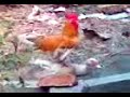 Ayam rogol itik?