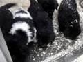 MOV08539.MPG 6 week old Newfoundland puppies