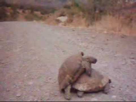 YouTube Трейлер