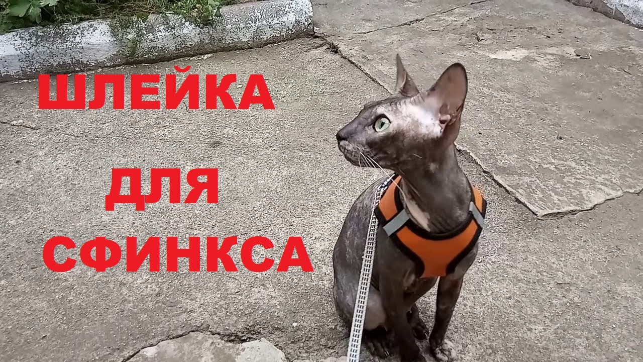 Шлейка для кота Сфинкса. Примерка. # 196.