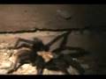 tarantula