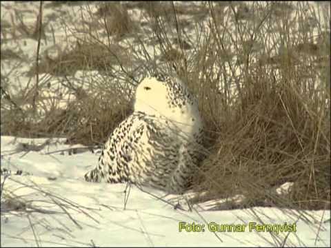 Fjälluggla - Fjälluggla Romfartuna Västerås i Västmanland. Mars 2001, Snowy Owl in Sweden, AROS FILM Fotograf: Gunnar Fernqvist.