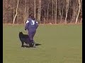 IPO training ('Internationale Prüfungs- Ordnung' or 'Schutzhund') consists of three disciplines: 1) Tracking , 2) Obedience and 3) Protection work (defence). Here David is doing obedience at 'NVBH Kringgroep Assen', the Netherlands.