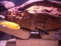 my 55 gallon tank new sand my 55 gallon tank new sand