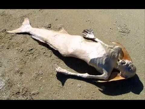 videos de sirenas reales - este es mi segundo loquendo ya se muy temprano. espero que lo disfruten =)