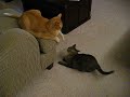 Cats Fighting1