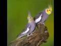 Cockatiel Types and Descriptions Part 1