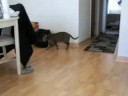 Spock vs. Pablo