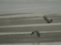 Alaska, Bald Eagles