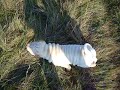 Shar Pei Aria & Tano