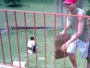 Brincadeira de escorregar (1)