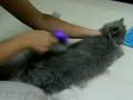 FURminator deShedding Tool Cat Q