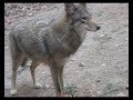 Red Wolves at the Beardsley Zoo