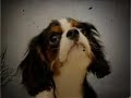 Cavalier King Charles Yoda Part 1 Cavalier King Charles Yoda Part 1