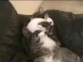 Fat Cat & Little Bunnies