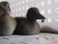 Ducks Eating