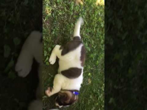 JAX is a Great Male puppy that you will love