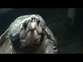 Philadelphia Zoo Alligator Snapping Turtle Takes a Breath Philadelphia Zoo Alligator Snapping Turtle Takes a Breath