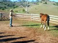 natural horsemanship at Leconfield farm/Australia