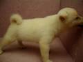 08/01 柴犬 shiba -母幼犬號-日新犬舍