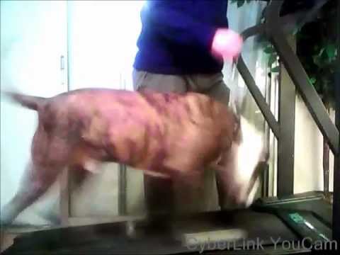 American Bulldog after knee surgery recovery