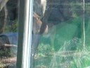 Puma, Mountain Lions Puma, Mountain Lions