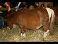 Photos du salon du cheval