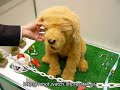 Inud the robotic dog Inud the robotic dog