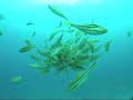 Octopus Attacked And Killed By Fish