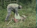 field dressing big buck deer / quartering