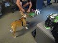 Moxie vs AIBO & Pleo