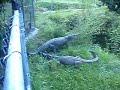 Two female Nile Crocodiles posturing in a bluffing stance.