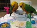 jenday conure babies and white bellied caique playing jenday conure babies and white bellied caique playing