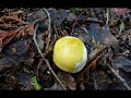 Tobermory, Bruce Trail Hiking, Videos and Sunset