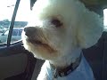 Bichon Frise Mushu Goes To The Groomers