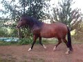 Paso Peruano Gato