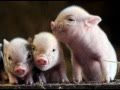 Piggy in the Pantry