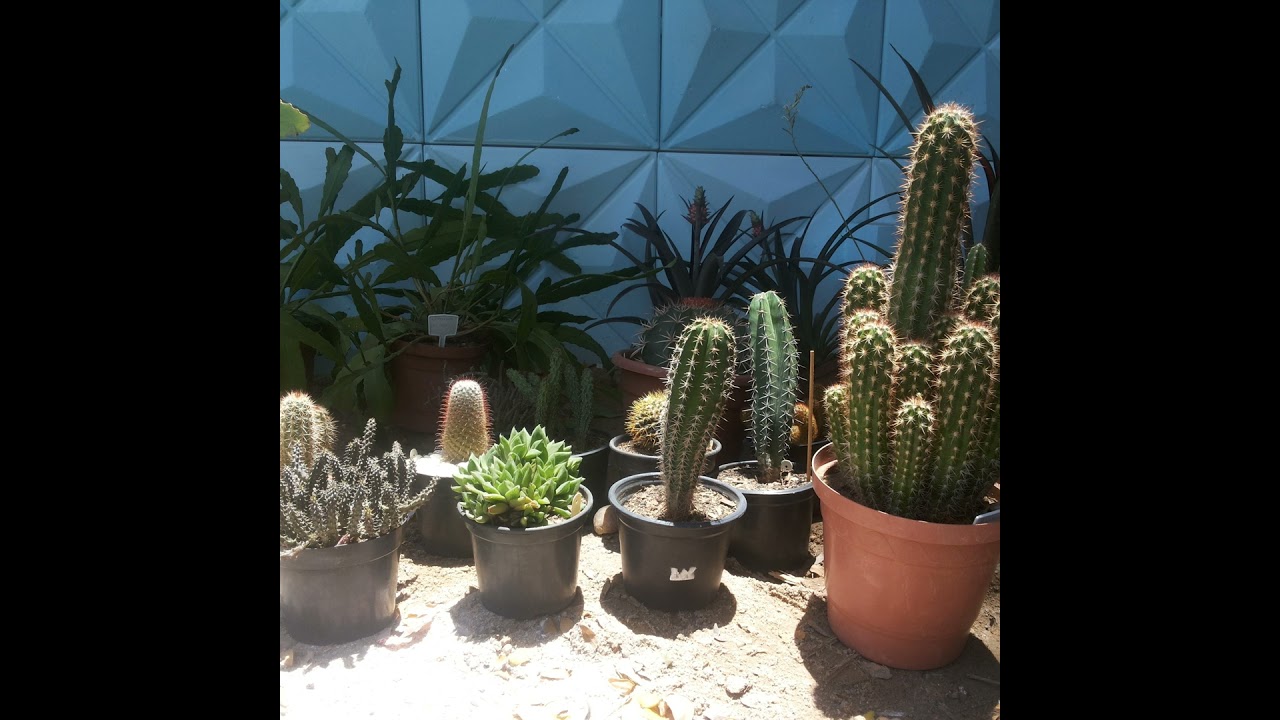 Podcast Prosa Rural - Fórmula da beleza: Nutrição e adubação de plantas ornamentais