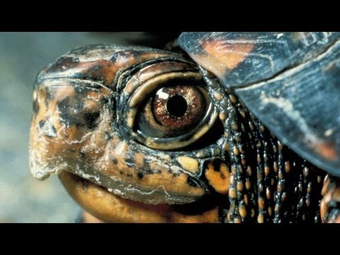 russian; - See what you can learn on the go with the new Howcast App for iPhone and iPad: http://bit.ly/11ZmFOu Watch more How to Take Care of a Pet Turtle videos: http...