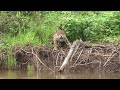 jaguar near Cuiaba river in Pantanal, Brasil
