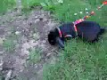 My little dwarf rabbit hunting me while i'm filming him... ;)