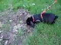My dwarf rabbit Ansgar wearing his muscle shirt