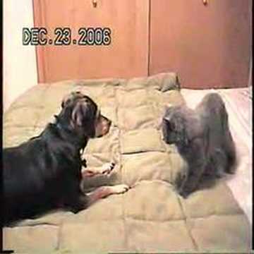 dog fights