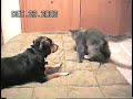 Cat & Dog Fight