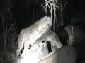 Hyena Feeding Hyena Feeding