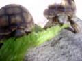 my torts eating