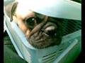 videos de Pug gets annoy on hearing Beep Beep